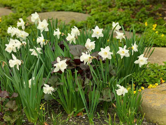 Narcissus Mount Hood, Daffodil 'Mount Hood', Trumpet Daffodil 'Mount Hood', Trumpet Daffodil, Spring Bulbs, Spring Flowers, Narcisse Mount Hood, Trumpet narcissus, Mid-season Daffodil, Mid Spring Daffodil, Mid Spring Narcissus